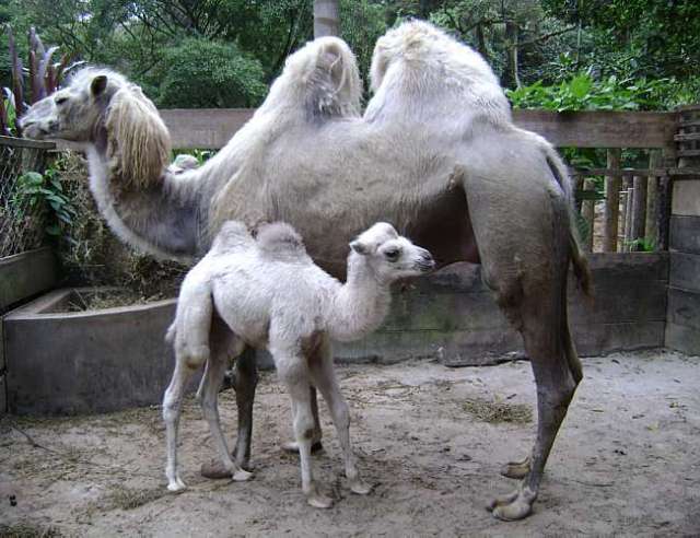 Fábula “O Bebê Camelo” | PENSE BEM!